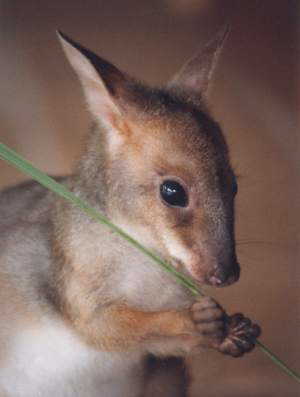 Joey Red-legged Pademelon - Thylogale stigmatica